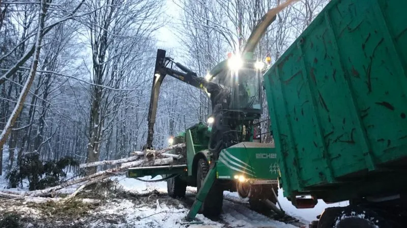 Holzernte & Fällung